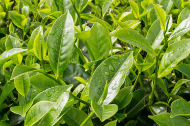 5 TEA PLANT Black & Green Drinking Tea Camellia Sinensis Evergreen Tree Shrub Flower Seeds